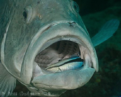 Can I close my mouth now?  Rankin Cod having its teeth cl... by Ross Gudgeon 